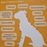 Depression in Pets